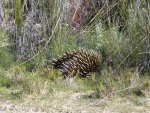 Echidna am Princes Hwy