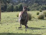 Kangaroo Island - K&auml;nguruh