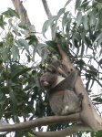 Kangaroo Island - Koala