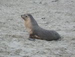 Kangaroo Island - Seehund