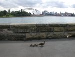 Sydney - Entenfamilie